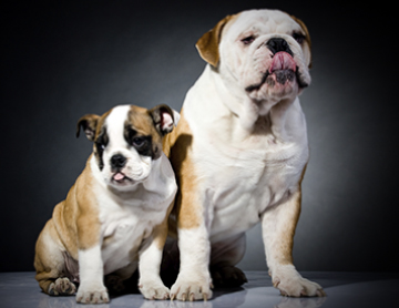Palm-Coast-Injury-Law-Mans-Best-Friend-The-Loss-Of-A-Pet