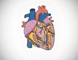 Car Accidents &Heart Attacks