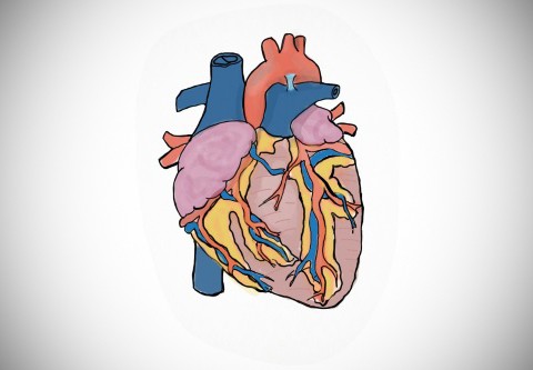 Car Accidents &Heart Attacks